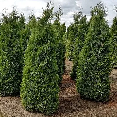 Туя ХОЛМСТРУП западная в Хабаровске