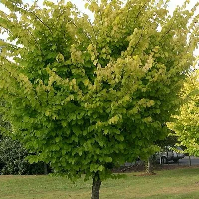 Вяз обыкновенный  Вяз обыкновенный в Хабаровске