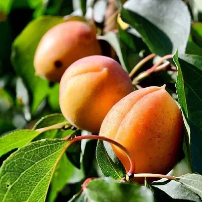 Абрикос БАЙ в Хабаровске