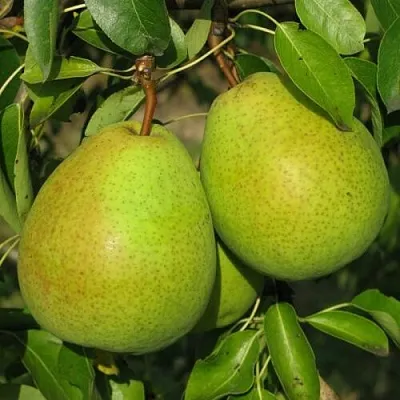 Груша НАЙТ-ВЕРТ колонновидная  Груша НАЙТ-ВЕРТ колонновидная в Хабаровске