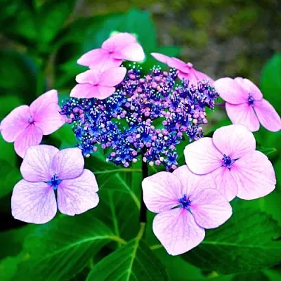 Гортензия БЛЮБЕРД пильчатая  Гортензия БЛЮБЕРД пильчатая в Хабаровске