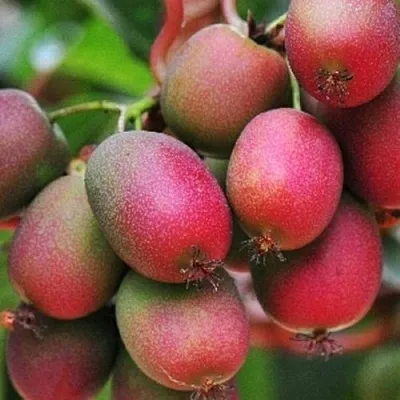 Актинидия ВЕЙКИ аргута в Хабаровске