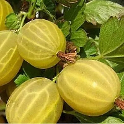 Крыжовник ЯРОВОЙ  Крыжовник ЯРОВОЙ в Хабаровске