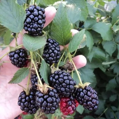 Ежевика ОУАЧИТА бесшипная — описание сорта Ежевика ОУАЧИТА бесшипная в Хабаровске