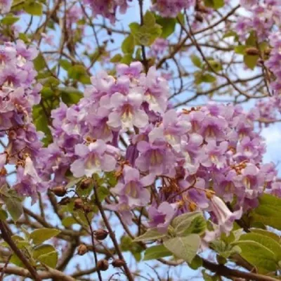 Павлония ПАО ТОГН Z07 — описание сорта Павлония ПАО ТОГН Z07 в Хабаровске