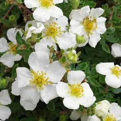 Лапчатка ТИЛФОРД КРИМ кустарниковая в Хабаровске