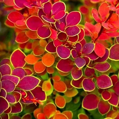 Барбарис ОРАНЖ САНРАЙЗ тунберга  Барбарис ОРАНЖ САНРАЙЗ тунберга в Хабаровске