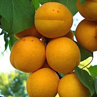 Абрикос ОНТАРИО в Хабаровске