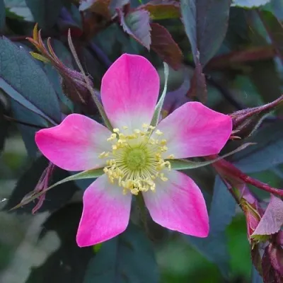 Саженцы роз сизая — описание сорта Саженцы роз сизая в Хабаровске