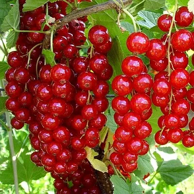 Смородина красная ЙОНКЕР ВАН ТЕТС  Смородина красная ЙОНКЕР ВАН ТЕТС в Хабаровске