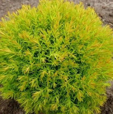 Туя АННИЕК западная в Хабаровске