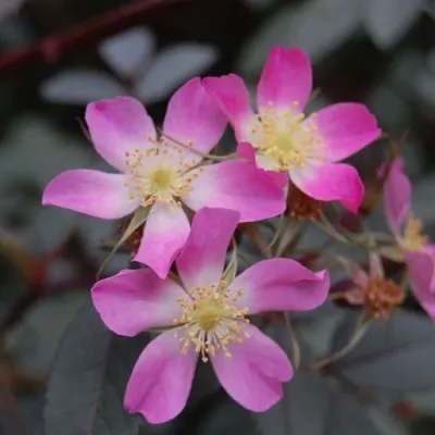 Саженцы роз сизая — описание сорта Саженцы роз сизая в Хабаровске