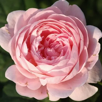 Саженцы роз КУИН ОФ СУИДЕН английская  Саженцы роз КУИН ОФ СУИДЕН английская в Хабаровске