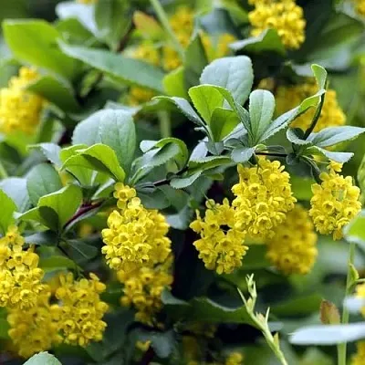 Барбарис корейский  Барбарис корейский в Хабаровске