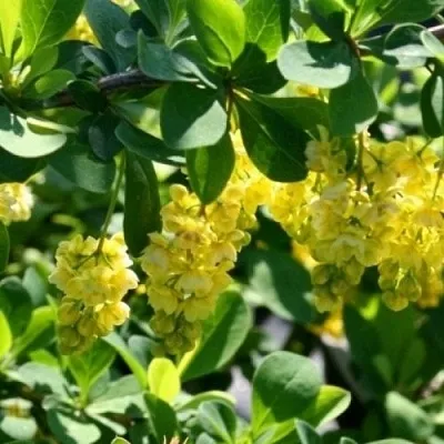 Барбарис ИНДИАН САММЕР   Барбарис ИНДИАН САММЕР  в Хабаровске