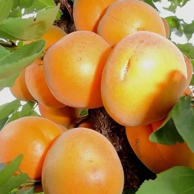 Абрикос ДЕСЕРТНЫЙ в Хабаровске