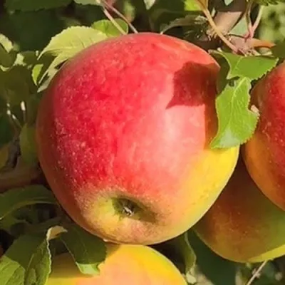 Яблоня САКАВИТА в Хабаровске