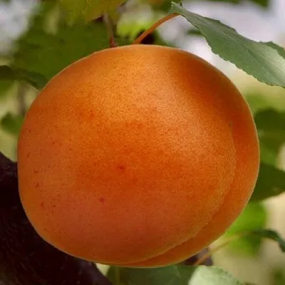 Абрикос ОЛИМП в Хабаровске