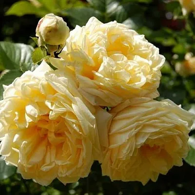 Саженцы роз НАДЯ МЕЙДИЛАНД почвопокровная  Саженцы роз НАДЯ МЕЙДИЛАНД почвопокровная в Хабаровске