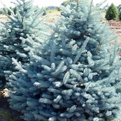 Ель ГЛАУКА колючая в Хабаровске