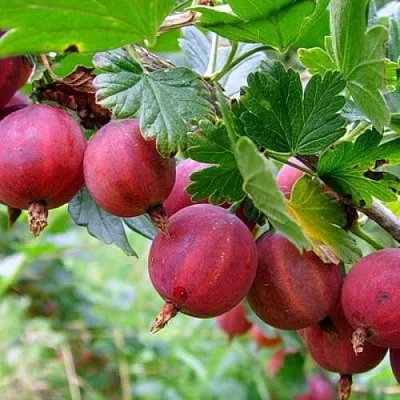 Крыжовник КРАСНОСЛАВЯНСКИЙ  Крыжовник КРАСНОСЛАВЯНСКИЙ в Хабаровске