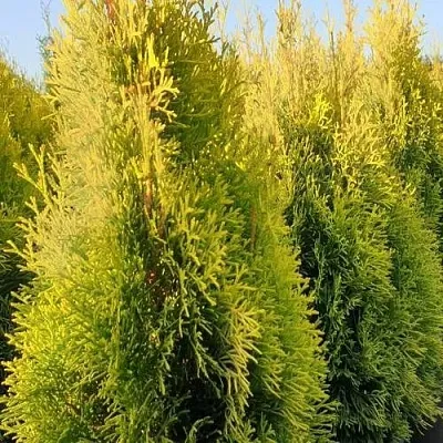 Туя ГОЛДЕН СМАРАГД западная в Хабаровске