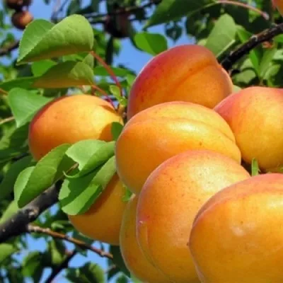 Абрикос ЭДЕЛЬВЕЙС в Хабаровске