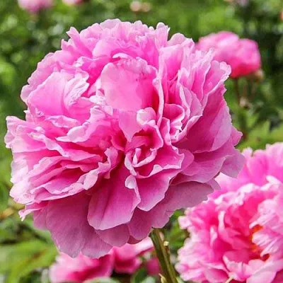 Пион АЛЕКСАНДР ФЛЕМИНГ травянистый  Пион АЛЕКСАНДР ФЛЕМИНГ травянистый в Хабаровске