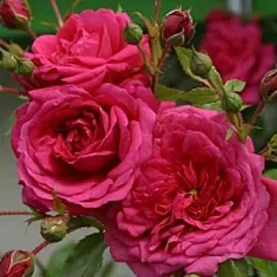 Саженцы роз ЛАГУНА плетистая  Саженцы роз ЛАГУНА плетистая в Хабаровске