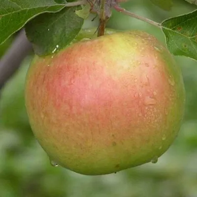 Яблоня БРЯНСКОЕ ЗОЛОТИСТОЕ  Яблоня БРЯНСКОЕ ЗОЛОТИСТОЕ в Хабаровске