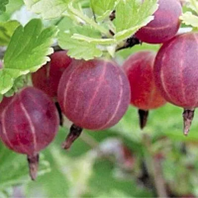 Крыжовник РАВОЛТ  Крыжовник РАВОЛТ в Хабаровске