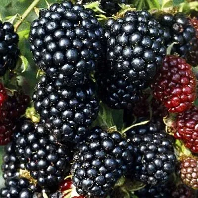 Ежевика ЭВЕРГРИН бесшипная в Хабаровске