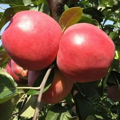 Яблоня ЗАСЛАВСКОЕ  Яблоня ЗАСЛАВСКОЕ в Хабаровске