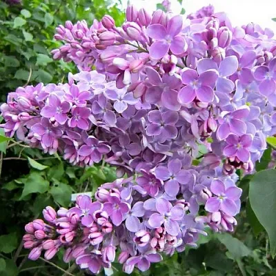 Сирень ОЛЯ  Сирень ОЛЯ в Хабаровске