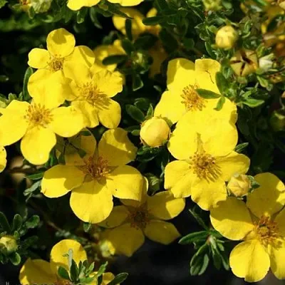 Лапчатка ХАКМАНС ГИГАНТ кустарниковая в Хабаровске