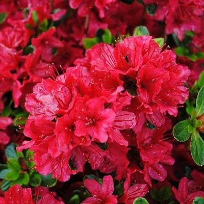 Азалия ХИНО КРИМСОН японская  Азалия ХИНО КРИМСОН японская в Хабаровске