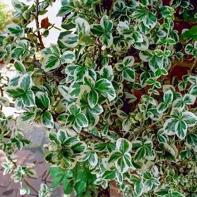 Бересклет ВАРИЕГАТУС форчуна  Бересклет ВАРИЕГАТУС форчуна в Хабаровске