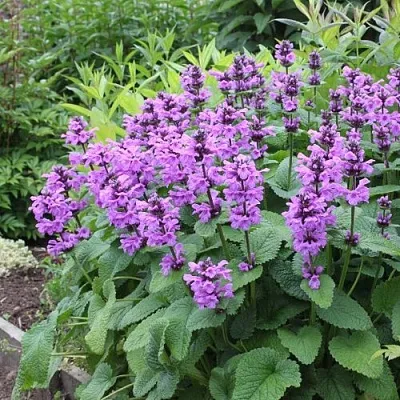 Буквица крупноцветковая в Хабаровске