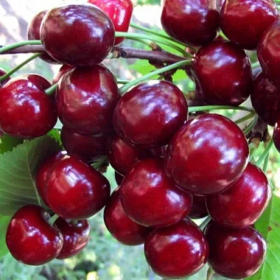 Вишня ЖУКОВСКАЯ в Хабаровске