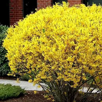 Форзиция ЛИНВУД  Форзиция ЛИНВУД в Хабаровске