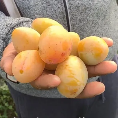 Слива ЯХОНТОВАЯ  Слива ЯХОНТОВАЯ в Хабаровске