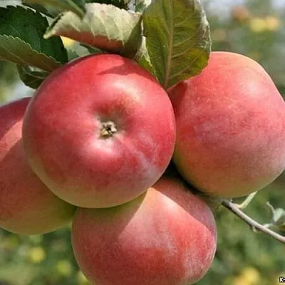 Яблоня ВЭМ-РОЗОВЫЙ  Яблоня ВЭМ-РОЗОВЫЙ в Хабаровске