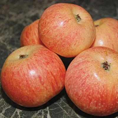 Яблоня КОНФЕТНОЕ  Яблоня КОНФЕТНОЕ в Хабаровске