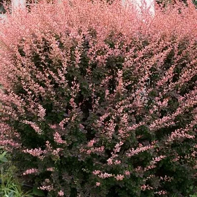 Барбарис РОУЗ ГЛОУ тунберга  Барбарис РОУЗ ГЛОУ тунберга в Хабаровске