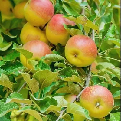Яблоня ПАМЯТЬ БЛЫНСКОГО колонновидная  Яблоня ПАМЯТЬ БЛЫНСКОГО колонновидная в Хабаровске