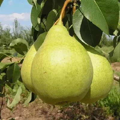 Груша МЕДОВАЯ колонновидная  Груша Медовая Колонновидная в Хабаровске