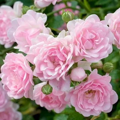 Саженцы роз ЗЕ ФЕЙРИ почвопокровная  Саженцы роз ЗЕ ФЕЙРИ почвопокровная в Хабаровске