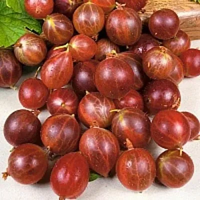 Крыжовник ОЛАВИ (ХИННОНМАЕН ПУНАЙНЕН)  Крыжовник ОЛАВИ (ХИННОНМАЕН ПУНАЙНЕН) в Хабаровске