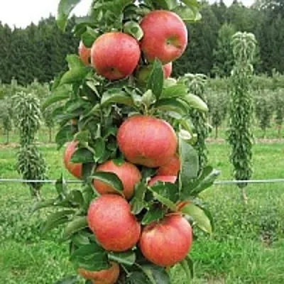 Яблоня ЯНТАРНОЕ ОЖЕРЕЛЬЕ колонновидная  Яблоня ЯНТАРНОЕ ОЖЕРЕЛЬЕ колонновидная в Хабаровске
