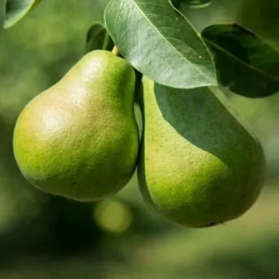 Груша Г-1 колонновидная  Груша Г-1 колонновидная в Хабаровске